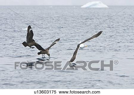 Adult south polar skua (Catharacta skua maccormicki) on the wing and feeding after an iceberg break-up near Port Lockroy on the western side of the Antarctic Peninsula. These birds will often harass other birds into dropping food while in flight. View Large Photo Image Stock Photography - Adult south polar skua (Catharacta skua maccormicki) on the wing and feeding after an iceberg break-up near Port Lockroy on the western side of the Antarctic Peninsula. These birds will often harass other birds into dropping food while in flight.. Fotosearch