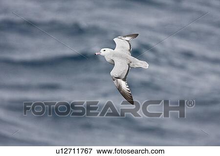 Stock Photo - Adult southern fulmar (Fulmarus glacialoides) on the wing in the Drake passage between the tip of South America and Antarctica. Southern Ocean.. Fotosearch
