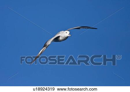 Adult southern fulmar (Fulmarus glacialoides) on the wing in the Drake passage between the tip of South America and Antarctica. Southern Ocean. View Large Photo Image Stock Photo - Adult southern fulmar (Fulmarus glacialoides) on the wing in the Drake passage between the tip of South America and Antarctica. Southern Ocean.. Fotosearch