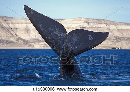 Stock Photograph - Adult Southern Right Whale (Eubalaena australis) with flukes in the air sailing downwind in Golfo Nuevo, Patagonia, Southern Argentina. South Atlantic Ocean.. Fotosearch