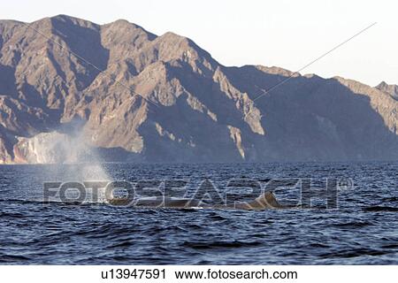 Stock Image - Adult Sperm Whale bull (Physeter macrocephalus) surfacing in the upper Gulf of California (Sea of Cortez), Mexico.. Fotosearch
