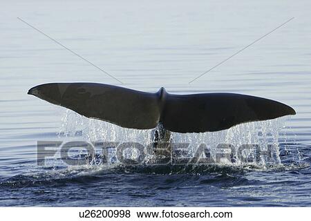 Adult Sperm Whale (Physeter macrocephalus) fluke-up terminal dive in the upper Gulf of California (Sea of Cortez), Mexico. View Large Photo Image Stock Photo - Adult Sperm Whale (Physeter macrocephalus) fluke-up terminal dive in the upper Gulf of California (Sea of Cortez), Mexico.. Fotosearch
