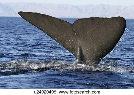 Adult Sperm Whale (Physeter macrocephalus) surfacing in the upper Gulf of California (Sea of Cortez), Mexico. View Large Photo Image Stock Photography - Adult Sperm Whale (Physeter macrocephalus) surfacing in the upper Gulf of California (Sea of Cortez), Mexico.. Fotosearch