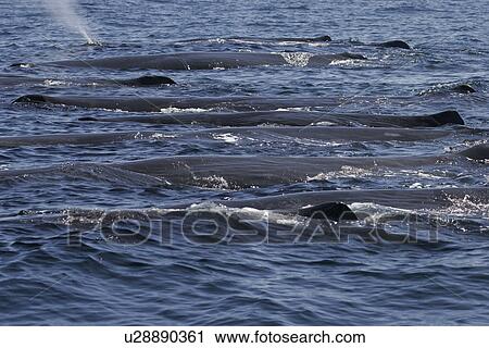 Adult Sperm Whales (Physeter macrocephalus) logging on the surface. Upper Gulf of California (Sea of Cortez), Mexico. View Large Photo Image Stock Image - Adult Sperm Whales (Physeter macrocephalus) logging on the surface. Upper Gulf of California (Sea of Cortez), Mexico.. Fotosearch