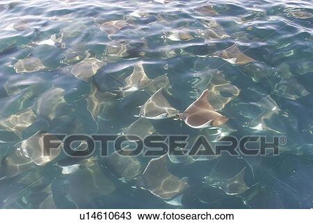 Stock Image - Adult Spinetail Mobula (Mobula japanica) massing in huge schools (possible mating behaviour? ) in the upper Gulf of California (Sea of Cortez), Mexico. Note the long whip-like tail (longer than the length of the body) with sting at the base - a unique fiel. Fotosearch