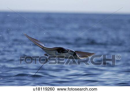 Adult Spinetail Mobula (Mobula japanica) leaping out of the water in the upper Gulf of California (Sea of Cortez), Mexico. Note the long whip-like tail (longer than the length of the body) with sting at the base - a unique field diagnostic to this species View Large Photo Image Stock Image - Adult Spinetail Mobula (Mobula japanica) leaping out of the water in the upper Gulf of California (Sea of Cortez), Mexico. Note the long whip-like tail (longer than the length of the body) with sting at the base - a unique field diagnostic to this species. Fotosearch