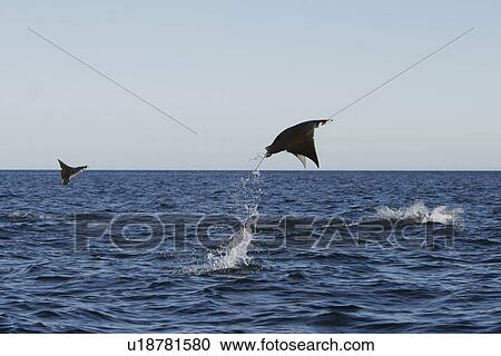 Stock Image - Adult Spinetail Mobula (Mobula japanica) leaping out of the water in the upper Gulf of California (Sea of Cortez), Mexico. Note the long whip-like tail (longer than the length of the body) with sting at the base - a unique field diagnostic to this species. Fotosearch