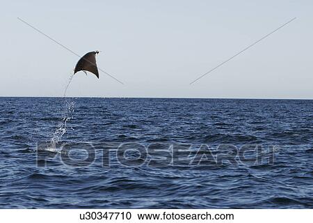 Adult Spinetail Mobula (Mobula japanica) leaping out of the water in the upper Gulf of California (Sea of Cortez), Mexico. Note the long whip-like tail (longer than the length of the body) with sting at the base - a unique field diagnostic to this species View Large Photo Image Stock Image - Adult Spinetail Mobula (Mobula japanica) leaping out of the water in the upper Gulf of California (Sea of Cortez), Mexico. Note the long whip-like tail (longer than the length of the body) with sting at the base - a unique field diagnostic to this species. Fotosearch