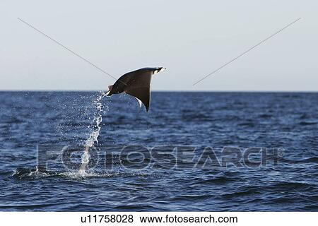 Stock Photo - Adult Spinetail Mobula (Mobula japanica) leaping out of the water in the upper Gulf of California (Sea of Cortez), Mexico. Note the long whip-like tail (longer than the length of the body) with sting at the base - a unique field diagnostic to this species. Fotosearch
