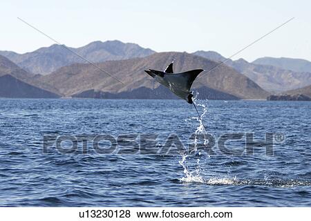 Adult Spinetail Mobula (Mobula japanica) leaping out of the water in the upper Gulf of California (Sea of Cortez), Mexico. Note the long whip-like tail (longer than the length of the body) with sting at the base - a unique field diagnostic to this species View Large Photo Image Stock Photo - Adult Spinetail Mobula (Mobula japanica) leaping out of the water in the upper Gulf of California (Sea of Cortez), Mexico. Note the long whip-like tail (longer than the length of the body) with sting at the base - a unique field diagnostic to this species. Fotosearch