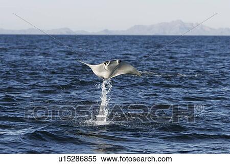 Stock Photography - Adult Spinetail Mobula (Mobula japanica) leaping out of the water in the upper Gulf of California (Sea of Cortez), Mexico. Note the long whip-like tail (longer than the length of the body) with sting at the base - a unique field diagnostic to this species. Fotosearch