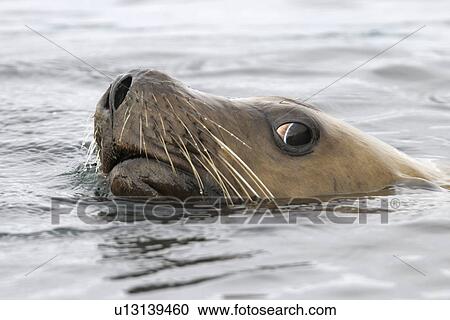 Adult Steller (northern) sea lion (Eumetopias jubatus) facial detail in Southeast Alaska, USA. Pacific Ocean. View Large Photo Image Stock Image - Adult Steller (northern) sea lion (Eumetopias jubatus) facial detail in Southeast Alaska, USA. Pacific Ocean.. Fotosearch