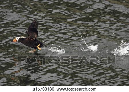 Adult Tufted Puffin (Fratercula cirrhata) taking flight in Glacier Bay National Park, southeast Alaska, USA. View Large Photo Image Stock Photograph - Adult Tufted Puffin (Fratercula cirrhata) taking flight in Glacier Bay National Park, southeast Alaska, USA.. Fotosearch