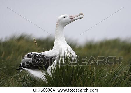 Picture - Adult wandering albatross (Diomedea exulans) exhibiting courtship behaviour on Prion Island, which lies in the Bay of Isles towards the west end of South Georgia Island in the Southern Atlantic Ocean. The wandering albatross is the largest (not heaviest) . Fotosearch
