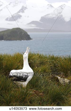 Adult wandering albatross (Diomedea exulans) exhibiting courtship behaviour on Prion Island, which lies in the Bay of Isles towards the west end of South Georgia Island in the Southern Atlantic Ocean. The wandering albatross is the largest (not heaviest) View Large Photo Image Stock Image - Adult wandering albatross (Diomedea exulans) exhibiting courtship behaviour on Prion Island, which lies in the Bay of Isles towards the west end of South Georgia Island in the Southern Atlantic Ocean. The wandering albatross is the largest (not heaviest) . Fotosearch