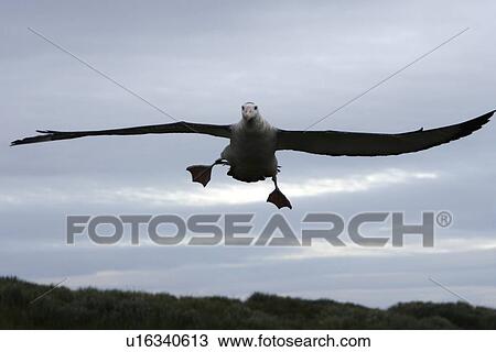 Adult wandering albatross (Diomedea exulans) taking off or landing on Prion Island, which lies in the Bay of Isles towards the west end of South Georgia Island in the Southern Atlantic Ocean. The wandering albatross is the largest (not heaviest) bird in t View Large Photo Image Stock Image - Adult wandering albatross (Diomedea exulans) taking off or landing on Prion Island, which lies in the Bay of Isles towards the west end of South Georgia Island in the Southern Atlantic Ocean. The wandering albatross is the largest (not heaviest) bird in t. Fotosearch