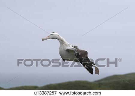 Stock Photo - Adult wandering albatross (Diomedea exulans) landing on Prion Island, which lies in the Bay of Isles towards the west end of South Georgia Island in the Southern Atlantic Ocean. The wandering albatross is the largest (not heaviest) bird in the world with . Fotosearch
