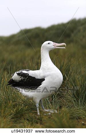 Stock Photo - Adult wandering albatross (Diomedea exulans) exhibiting courtship behaviour on Prion Island, which lies in the Bay of Isles towards the west end of South Georgia Island in the Southern Atlantic Ocean. The wandering albatross is the largest (not heaviest) . Fotosearch