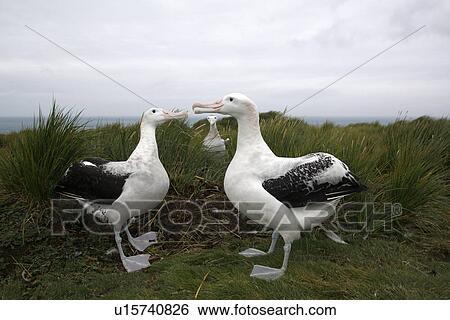 Stock Photograph - Adult wandering albatross (Diomedea exulans) exhibiting courtship behaviour on Prion Island, which lies in the Bay of Isles towards the west end of South Georgia Island in the Southern Atlantic Ocean. The wandering albatross is the largest (not heaviest) . Fotosearch