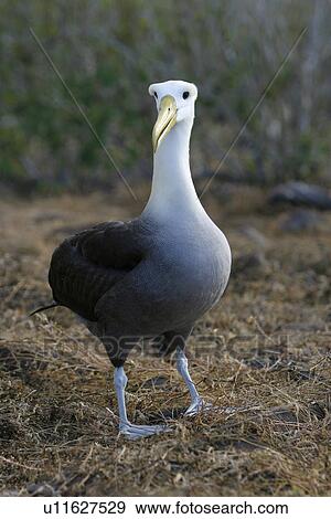 Adult waved albatross (Diomedea irrorata) on Espanola Island in the Galapagos Island Group, Ecuador. Pacific Ocean. This species of albatross is endemic to the Galapagos Islands. View Large Photo Image Stock Photo - Adult waved albatross (Diomedea irrorata) on Espanola Island in the Galapagos Island Group, Ecuador. Pacific Ocean. This species of albatross is endemic to the Galapagos Islands.. Fotosearch