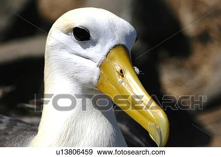 Adult waved albatross (Diomedea irrorata) head detail on Espanola Island in the Galapagos Island Group, Ecuador. Pacific Ocean. This species of albatross is endemic to the Galapagos Islands. View Large Photo Image Stock Photo - Adult waved albatross (Diomedea irrorata) head detail on Espanola Island in the Galapagos Island Group, Ecuador. Pacific Ocean. This species of albatross is endemic to the Galapagos Islands.. Fotosearch