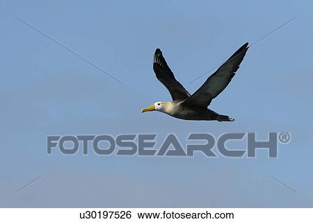 Adult waved albatross (Diomedea irrorata) in flight on Espanola Island in the Galapagos Island Group, Ecuador. Pacific Ocean. This species of albatross is endemic to the Galapagos Islands. View Large Photo Image Stock Photograph - Adult waved albatross (Diomedea irrorata) in flight on Espanola Island in the Galapagos Island Group, Ecuador. Pacific Ocean. This species of albatross is endemic to the Galapagos Islands.. Fotosearch