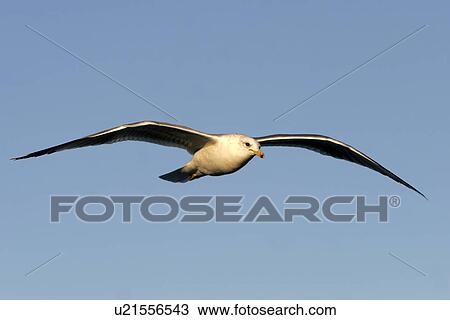 Adult Yellow-footed Gull (Larus livens) in the lower Gulf of California (Sea of Cortez), Mexico. View Large Photo Image Stock Image - Adult Yellow-footed Gull (Larus livens) in the lower Gulf of California (Sea of Cortez), Mexico.. Fotosearch