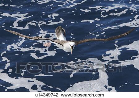 Adult yellow-nosed albatross (Thalassarche chlororhynchos) on the wing in the oceanic waters surrounding the Tristan da Cunha Island Group in the South Atlantic Ocean. View Large Photo Image Stock Image - Adult yellow-nosed albatross (Thalassarche chlororhynchos) on the wing in the oceanic waters surrounding the Tristan da Cunha Island Group in the South Atlantic Ocean.. Fotosearch