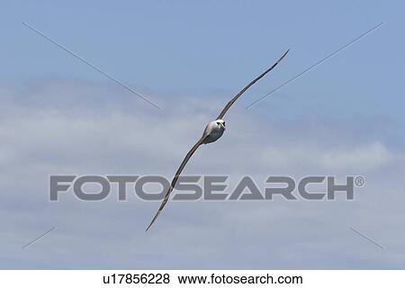 Stock Photo - Adult yellow-nosed albatross (Thalassarche chlororhynchos) on the wing in the oceanic waters surrounding the Tristan da Cunha Island Group in the South Atlantic Ocean.. Fotosearch
