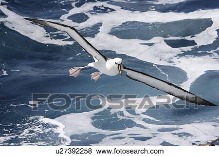 Stock Photo - Adult yellow-nosed albatross (Thalassarche chlororhynchos) on the wing in the oceanic waters surrounding the Tristan da Cunha Island Group in the South Atlantic Ocean.. Fotosearch