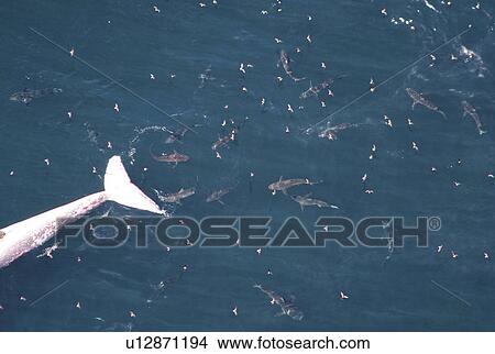 Picture - Aerial of school of sharks feeding on a dead whale at surface. Gulf of Maine, USA (rr). Fotosearch