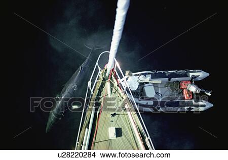 Picture - Aerial shot of the research yacht, The Song of the Whale, being investigated by a Minke whale (Balaenoptera acutorostrata), while one of the crew tries to get a closer look fro. Fotosearch
