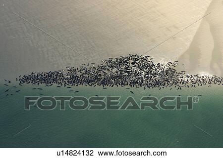 Stock Image - Aerial view of a larger group of seals hauled out on the sand and in the water. Gulf of Maine, USA (rr). Fotosearch