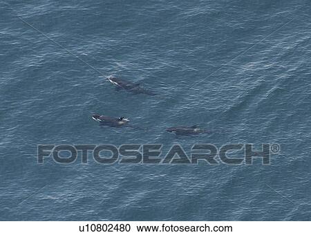 Aerial view of a pod of Killer whales (Orcinus orca). Gulf of Maine, USA (rr) View Large Photo Image Stock Image - Aerial view of a pod of Killer whales (Orcinus orca). Gulf of Maine, USA (rr). Fotosearch