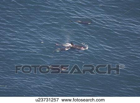 Aerial view of a pod of Killer whales (Orcinus orca). Gulf of Maine, USA (rr) View Large Photo Image Stock Photo - Aerial view of a pod of Killer whales (Orcinus orca). Gulf of Maine, USA (rr). Fotosearch