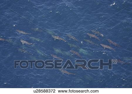 Stock Image - Aerial view of Basking Sharks (Cetorhinus Maximus). Gulf of Maine, USA (rr). Fotosearch