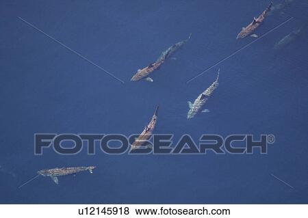 Stock Photo - Aerial view of Basking Sharks (Cetorhinus Maximus). Gulf of Maine, USA (rr). Fotosearch