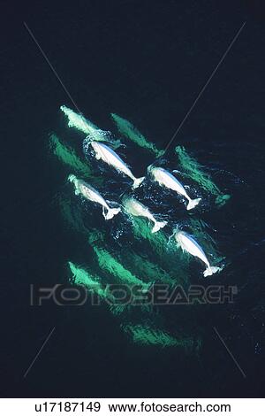 Aerial view of beluga whale pod in the Churchill River near Hudson Bay, Manitoba, Canada. View Large Photo Image Stock Photo - Aerial view of beluga whale pod in the Churchill River near Hudson Bay, Manitoba, Canada.. Fotosearch
