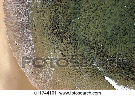 Aerial view of Bluefish (Pomatomus saltatrix). Gulf of Maine, USA (rr) View Large Photo Image Stock Image - Aerial view of Bluefish (Pomatomus saltatrix). Gulf of Maine, USA (rr). Fotosearch