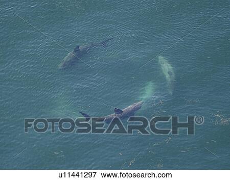 Aerial view of cartwheeling Basking Sharks (Cetorhinus Maximus). Gulf of Maine, USA (rr) View Large Photo Image Stock Photo - Aerial view of cartwheeling Basking Sharks (Cetorhinus Maximus). Gulf of Maine, USA (rr). Fotosearch