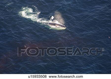 Aerial view of Fin whale (Balaenoptera physalus) surfacing. Gulf of Maine, USA (rr) View Large Photo Image Stock Photo - Aerial view of Fin whale (Balaenoptera physalus) surfacing. Gulf of Maine, USA (rr). Fotosearch