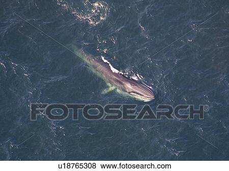 Stock Photo - Aerial view of Fin whale (Balaenoptera physalus) surfacing. Gulf of Maine, USA (rr). Fotosearch