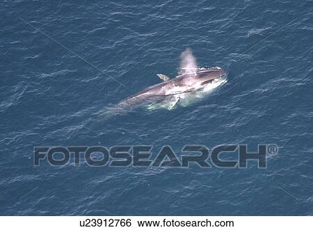Aerial view of Fin whale (Balaenoptera physalus) surfacing. Gulf of Maine, USA (rr) View Large Photo Image Stock Photograph - Aerial view of Fin whale (Balaenoptera physalus) surfacing. Gulf of Maine, USA (rr). Fotosearch