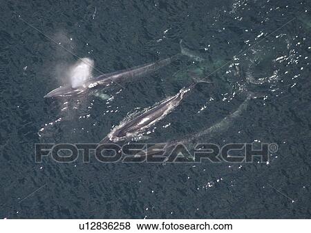 Aerial view of Fin whales (Balaenoptera physalus) surfacing. Gulf of Maine, USA (rr) View Large Photo Image Stock Photo - Aerial view of Fin whales (Balaenoptera physalus) surfacing. Gulf of Maine, USA (rr). Fotosearch