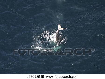 Stock Photo - Aerial view of Humpback Whale (Megaptera novaeangliae) tail slapping. Gulf of Maine, USA (rr). Fotosearch