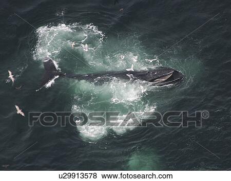 Stock Photo - Aerial view of Humpback Whale (Megaptera novaeangliae). Gulf of Maine, USA (rr). Fotosearch