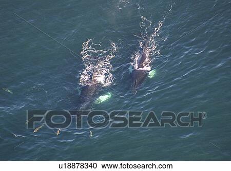 Aerial view of Humpback Whales (Megaptera novaeangliae). Gulf of Maine, USA (rr) View Large Photo Image Stock Image - Aerial view of Humpback Whales (Megaptera novaeangliae). Gulf of Maine, USA (rr). Fotosearch