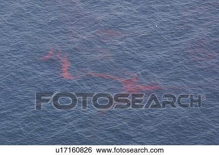 Aerial view of Krill. Gulf of Maine, USA (rr) View Large Photo Image Stock Photograph - Aerial view of Krill. Gulf of Maine, USA (rr). Fotosearch