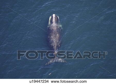 Aerial view of Northern right whale (Balaena glacialis glacialis) surfacing. Gulf of Maine, USA. (rr) View Large Photo Image Picture - Aerial view of Northern right whale (Balaena glacialis glacialis) surfacing. Gulf of Maine, USA. (rr). Fotosearch