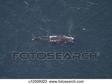Aerial view of Northern right whale (Balaena glacialis glacialis) surfacing. Gulf of Maine, USA. (rr) View Large Photo Image Stock Image - Aerial view of Northern right whale (Balaena glacialis glacialis) surfacing. Gulf of Maine, USA. (rr). Fotosearch